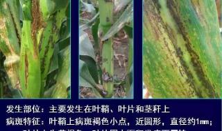 玉米病虫害 玉米病虫害